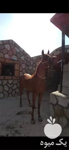 خرید اسب مادیان عرب یکسر مدرک در اصفهان در گروه اسب و الاغ خر و فروش قاطر در یکمیوه -عکس1