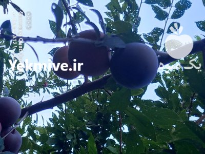 شلیل آلو جنگلی انار جهت کارخانه در گروه خرید و فروش شلیل در یکمیوه -عکس1
