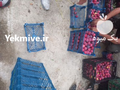 شلیل آلو جنگلی انار جهت کارخانه در گروه خرید و فروش شلیل در یکمیوه -عکس2