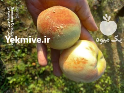 شلیل آلو جنگلی انار جهت کارخانه در گروه خرید و فروش شلیل در یکمیوه -عکس4