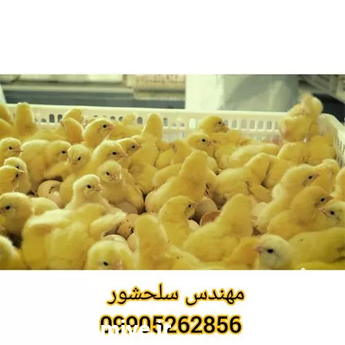 قیمت خرید تخم مرغ گوشتی راس در مازندران در گروه انواع تخم ها در یکمیوه -عکس1