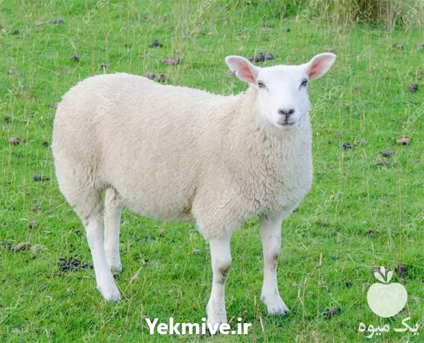 آموزشی پرورش گوسفند بز جامع کامل در گروه دوره آموزش کشاورزی در یکمیوه -عکس1