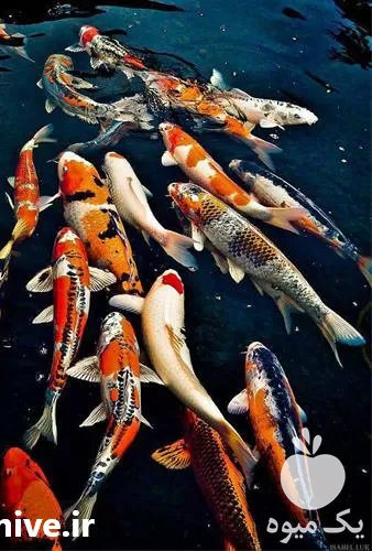 خرید غذای ماهی کوی و گلدفیش در زنجان در گروه خرید و فروش ماهی کوی در یکمیوه -عکس1