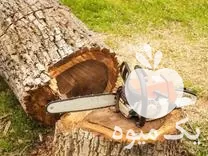 چوب قطع درختان هرس کاشت داشت در آمل در گروه هرس کاری در یکمیوه -عکس1