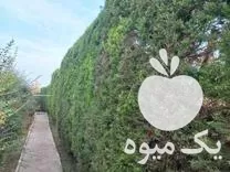 هرس کاری و سم پاشی در گروه هرس کاری در یکمیوه -عکس1