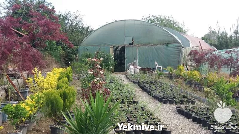 فروش گل و گیاه آپارتمانی در گروه خرید و فروش گیاهان زینتی در یکمیوه -عکس1