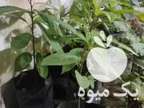 قیمت خرید نهال آووکادو در ساری در گروه خرید و فروش نهال آووکادو در یکمیوه -عکس1