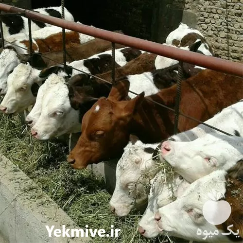 قیمت خرید گوساله سیمینتال در گروه گاو و گوسفند و میش و بز کهره گوساله در یکمیوه -عکس1