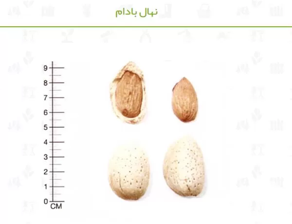 فروش نهال بادام دیرگل در گروه خرید و فروش نهال بادام در یکمیوه -عکس1