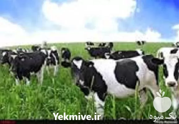 آموزش جیره نویسی دام سنگین در تهران در گروه دوره آموزش کشاورزی در یکمیوه -عکس1