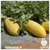 خریدبذر خربزه خاتونی مینو هلندی در تهران در گروه خرید و فروش بذر خربزه در یکمیوه