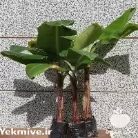 قیمت خرید نهال موز در اصفهان در گروه خرید و فروش نهال موز در یکمیوه