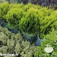 گیاه آپارتمانی بیرونی در گروه خرید و فروش گیاهان زینتی در یکمیوه