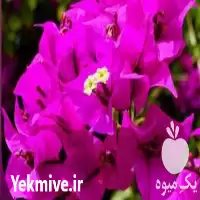 فروش گیاه گل کاغذی در ارومیه در گروه خرید و فروش گیاهان زینتی در یکمیوه