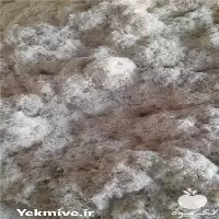 پوشال برای کف مرغداری گاوداری در کرج در گروه خرید و فروش خاک اره در یکمیوه