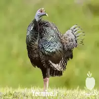 تا صد دوره آموزشی پرورش بوقلمون در گروه دوره آموزش کشاورزی در یکمیوه