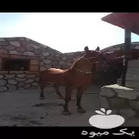 خرید اسب مادیان عرب یکسر مدرک در اصفهان در گروه اسب و الاغ خر و فروش قاطر در یکمیوه