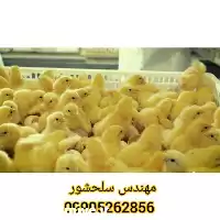 قیمت خرید تخم مرغ گوشتی راس در مازندران در گروه انواع تخم ها در یکمیوه