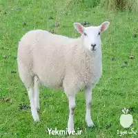 آموزشی پرورش گوسفند بز جامع کامل در گروه دوره آموزش کشاورزی در یکمیوه