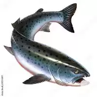 غذای رو آبی ماهی قزل الا در تهران در گروه خرید و فروش انواع ماهی در یکمیوه