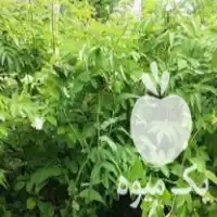 باغبانی علف تراشی با دستگاه قوی در گروه هرس کاری در یکمیوه