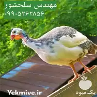 قیمت خرید جوجه شاخدار در گروه مرغ و خروس و بوقلمون و اردک قو قاز در یکمیوه