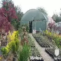 فروش گل و گیاه آپارتمانی در گروه خرید و فروش گیاهان زینتی در یکمیوه