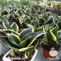 فروش گل آپارتمانی در خراسان رضوی در گروه خرید و فروش گیاهان زینتی در یکمیوه