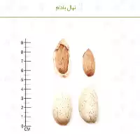 فروش نهال بادام دیرگل در گروه خرید و فروش نهال بادام در یکمیوه