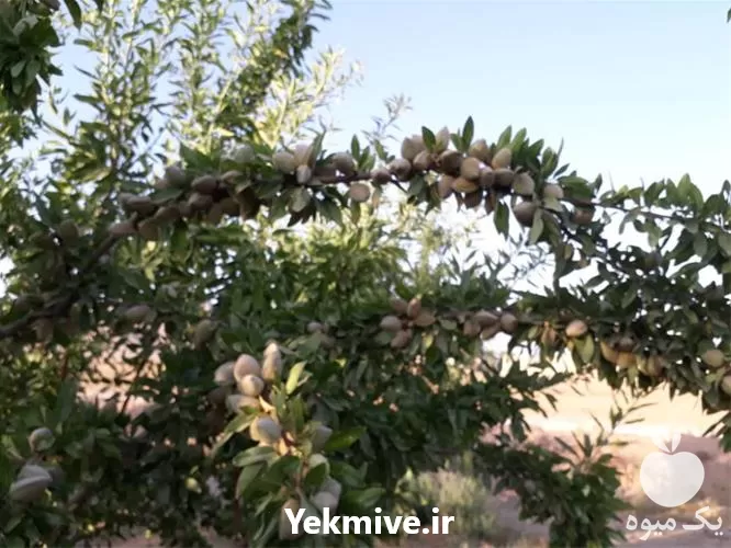 فروش نهال بادام در البرز در گروه خرید و فروش نهال بادام در یکمیوه -عکس1