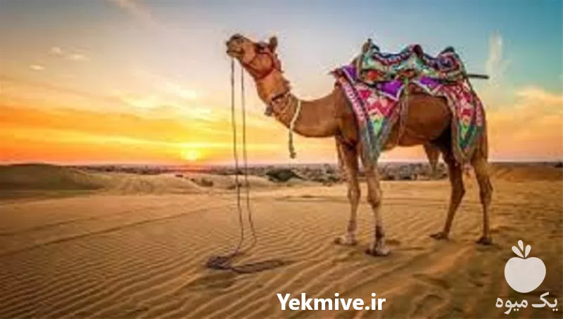 دوره آموزشی پرورش شتر یک روزه در گروه دوره آموزش کشاورزی در یکمیوه -عکس1