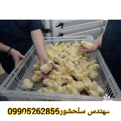 فروش تخم مرغ گوشتی در گروه انواع تخم ها در یکمیوه -عکس1