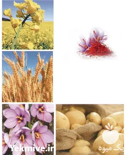 قیمت خرید انواع کودهای کشاورزی در مشهد در گروه خرید و فروش انواع کود کشاورزی در یکمیوه -عکس1