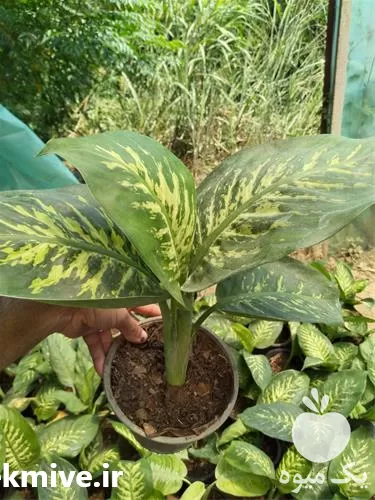 فروش عمده گل در بوشهر در گروه خرید و فروش گیاهان زینتی در یکمیوه -عکس1