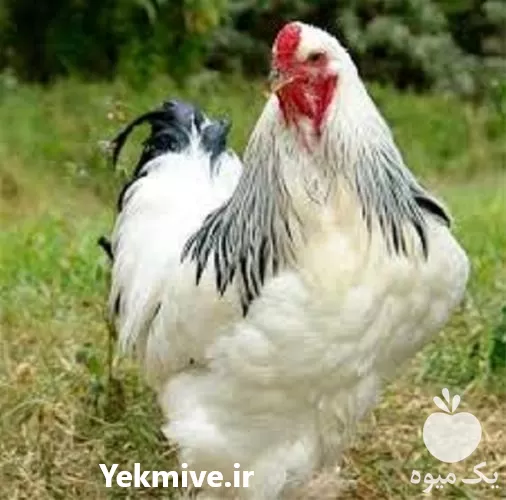 خرید آموزش اصولی پرورش مرغ بومی در گروه دوره آموزش کشاورزی در یکمیوه -عکس1