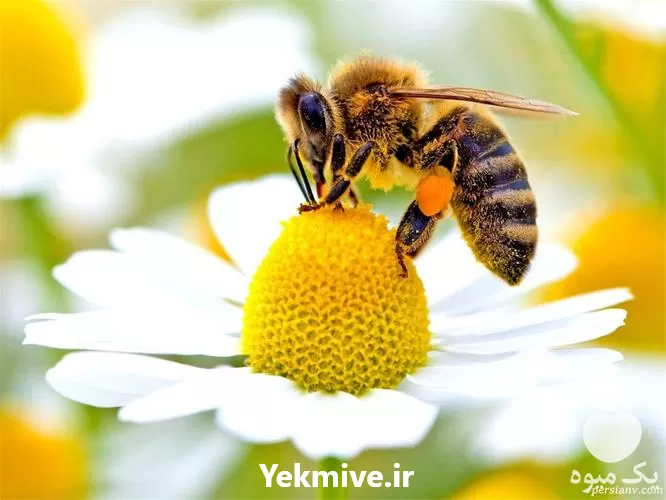 صفر تا صد پرورش زنبور عسل در گروه دوره آموزش کشاورزی در یکمیوه -عکس1