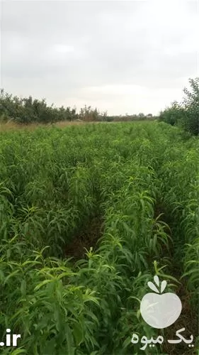 نهال هلو زودرس پیوندی رقم ردتاپ در گروه خرید و فروش نهال در یکمیوه -عکس1