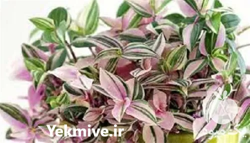 آموزش پرورش گیاهان آپارتمانی کامل جامع در تهران در گروه دوره آموزش کشاورزی در یکمیوه -عکس1