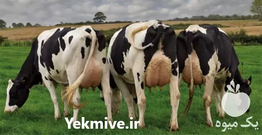 انواع مکمل های درمانی دامی پرفروش در تهران در گروه دارو و داروخانه در یکمیوه -عکس1