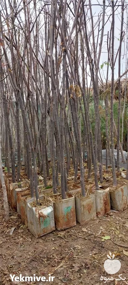 درخت زیتون تلخ ملیا بن ٢٠ در گروه خرید و فروش نهال درخت در یکمیوه -عکس1