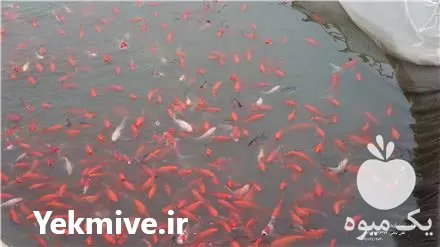 فروش انواع ماهی قرمز بصورت لارو در مشهد در گروه خرید و فروش انواع ماهی در یکمیوه -عکس1
