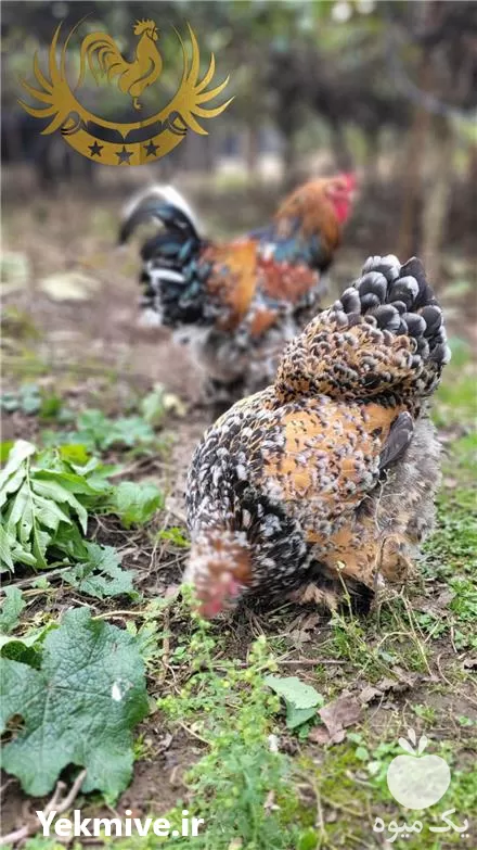 قیمت خرید مرغ برهما رنگ پورسلن در خرمدره در گروه مرغ و خروس و بوقلمون و اردک قو قاز در یکمیوه -عکس1