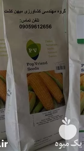 بذر ذرت شیرین مرغوب  رویالیتی  پوپ در گروه خرید و فروش بذر ذرت در یکمیوه -عکس1