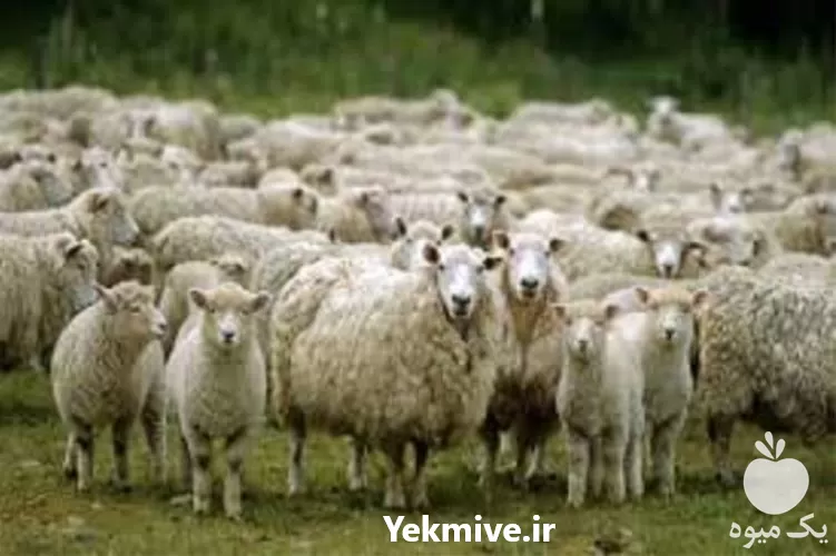 تا صد دوره آموزشی بهداشت بیماری در گروه دوره آموزش کشاورزی در یکمیوه -عکس1