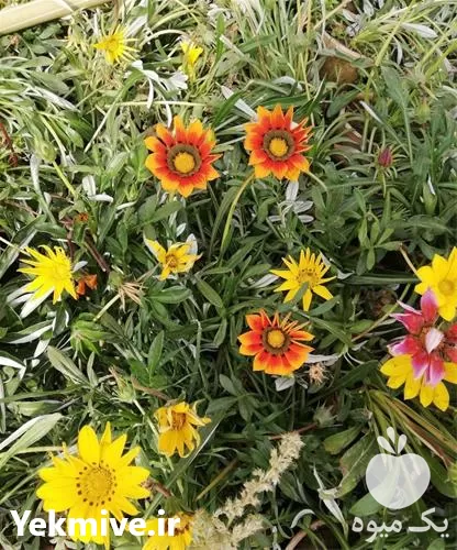 خدمات فضای سبز و باغبانی در تهران در گروه سازنده در یکمیوه -عکس1