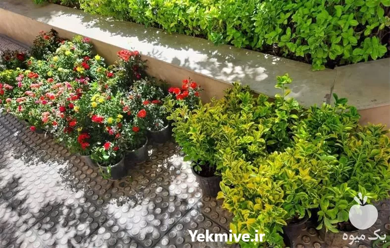 خدمات باغبان و باغچه در تهران در گروه خدمات باغبانی در یکمیوه -عکس1