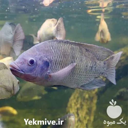 خرید غذای رو آبی ماهی تیلاپیا در سمنان در گروه خرید و فروش انواع ماهی در یکمیوه -عکس1