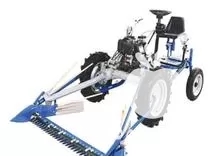 علف چینی در ارومیه در گروه خدمات باغبانی در یکمیوه -عکس1