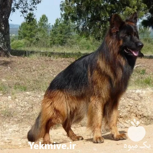 فروش سگ ژرمن شپرد در تهران در کرج در گروه سگ و گربه در یکمیوه -عکس1