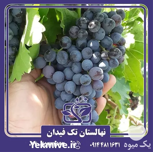 خرید قیمت نهال انگور مویز ترکمن در آذربایجان غربی در گروه خرید و فروش نهال انگور در یکمیوه -عکس1